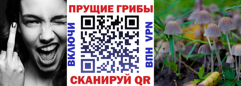 мега   где найти   Железноводск  Псилоцибиновые грибы мухоморы 